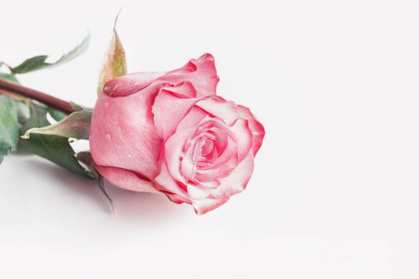 istock Close-up of fresh rose, isolated on white 1076590552