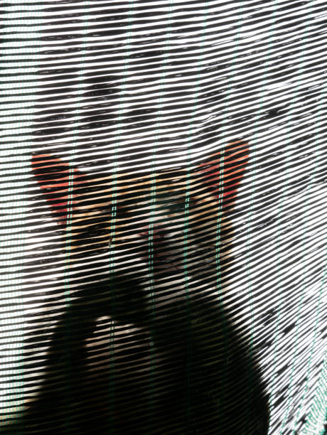 istock Abstract of The Cat Lying on The Shading Net 1076591232