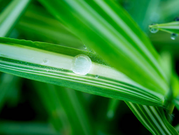 istock Rain Drops on The Striped Bamboo Leaves 1076591470