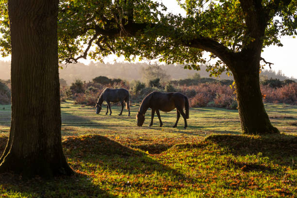 Two Horses New Forest Two horses in woodland during sunrise in New Forest, Hampshire, England hampshire england photos stock pictures, royalty-free photos & images