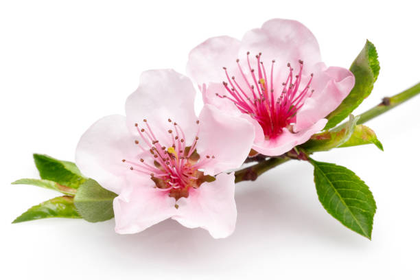 Blooming almond flowers on a thin branch isolated on white background.