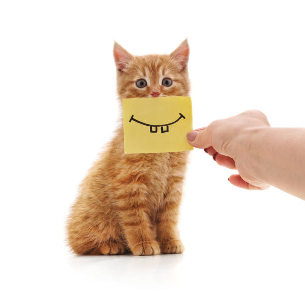 istock Kitty with a smiley on paper. 1076596658