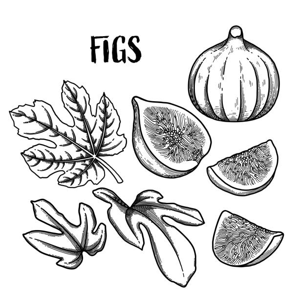 Graphic fig fruits and leaves isolated on white background Graphic collection of fig fruits and leaves. Vector botanical illustration isolated on white background fig stock illustrations