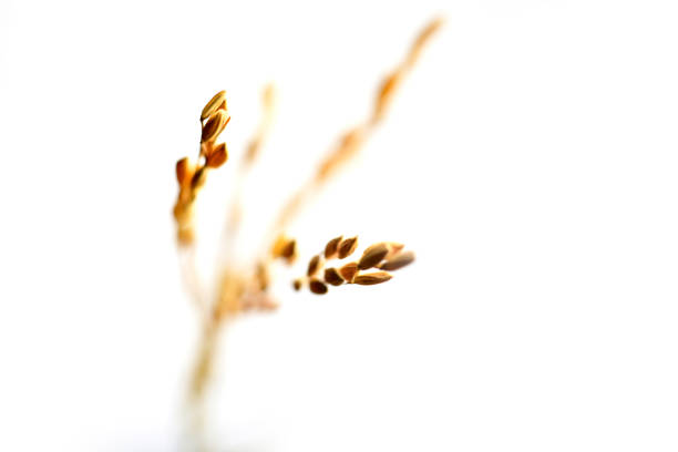 istock Close-up of Rice grain 1076600266