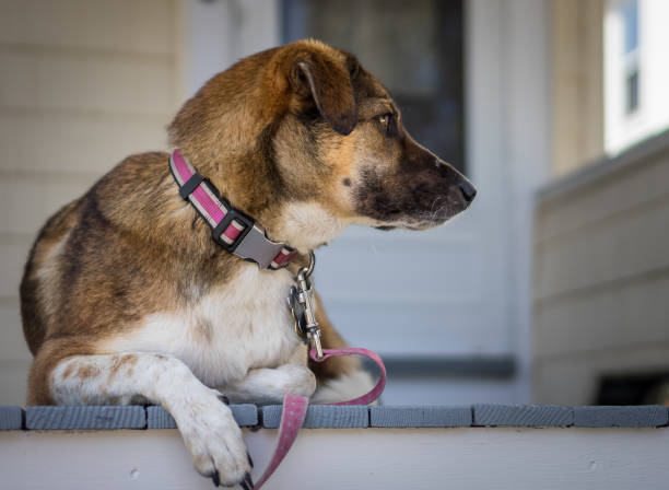 istock Dog on porch watching 1076603134