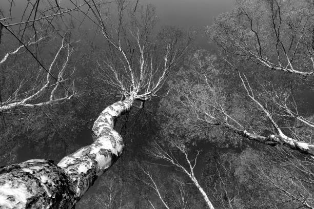 A silver birch tree in black and white