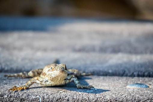 A portrait shot of a horned toad walking along the road of the park in Harlingen