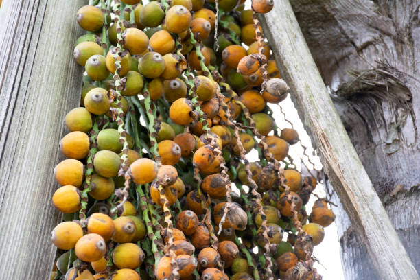 mature bunch of queen palm mature bunch of Syagrus romanzoffiana syagrus stock pictures, royalty-free photos & images