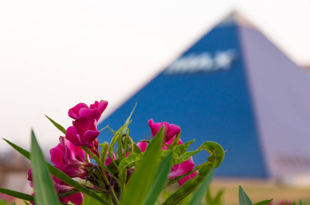 Eilat, Israel - May 13, 2012: Purple blooming flowers close-up with blue pyramide of Imax on background. Imax Eilat is cinema in an innovative 3D technology. Imax Eilat is known as the Blue Pyramid.