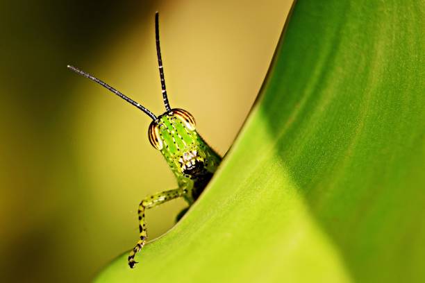 Grasshopper climbing leaf and looking at camera. Grasshopper climbing leaf and looking at camera. grasshopper photos stock pictures, royalty-free photos & images