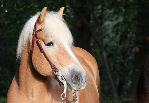 istock haflinger horse head portrait 1076612668