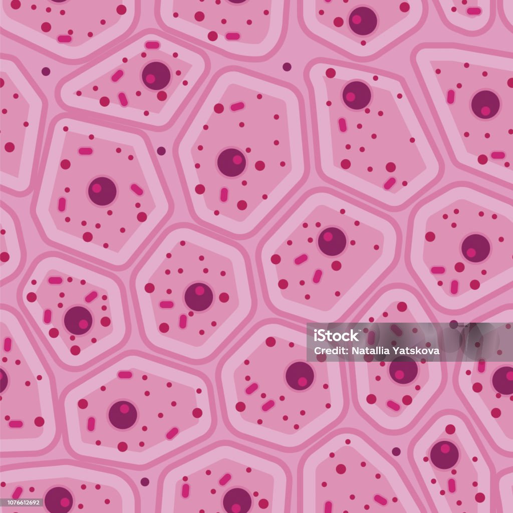 pink human skin cell vector seamless pattern Epithelial pink seamless pattern. Stock vector illustration of magnified skin cells, human tissue under the microscope. Medicine and biology collection Biological Cell stock vector