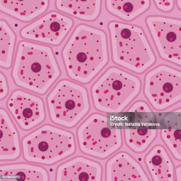 Pink Human Skin Cell Vector Seamless Pattern Stock Illustration - Download Image Now - Biological Cell, Skin, The Human Body