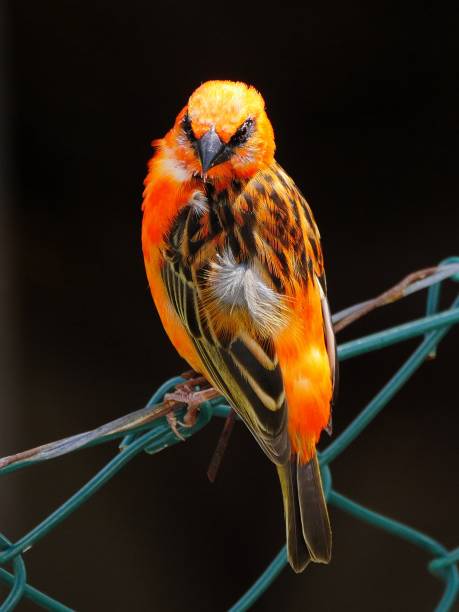 istock Red Fody bird perching on fencing 1076616716