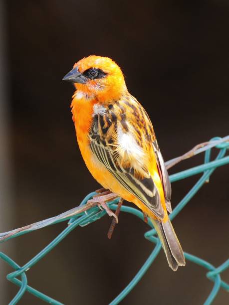 istock Red Fody bird perching on fencing 1076622346