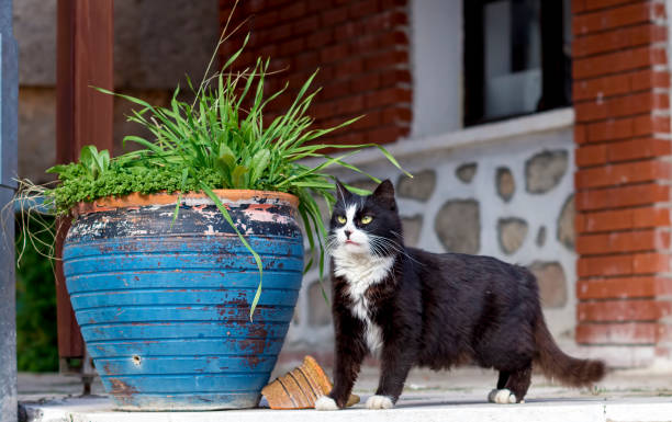 istock Alone Stray cat, outdoor. Pet animal; stray cat. 1076623178