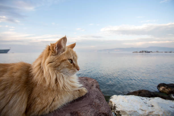 istock Alone Stray cat, outdoor. Pet animal; stray cat. 1076624400