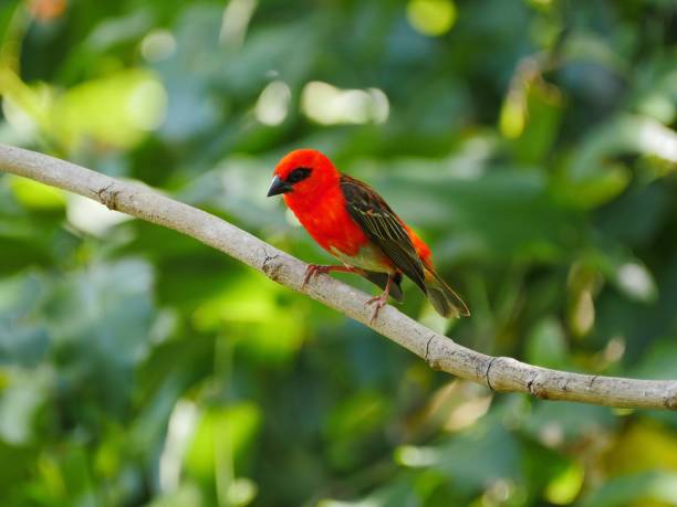 istock Red Fody bird perching in natural habitat 1076627302