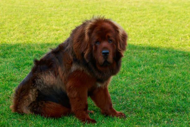istock Dog breed Tibetan mastiff 1076627442
