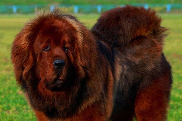 istock Dog breed Tibetan mastiff 1076627622