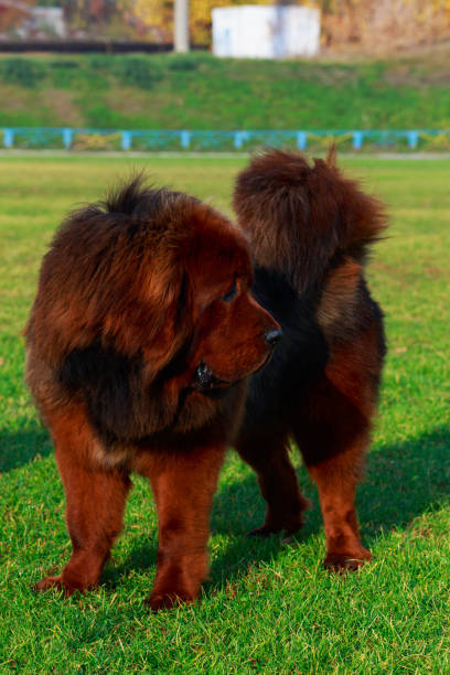Dog breed Tibetan mastiff is standing on green grass