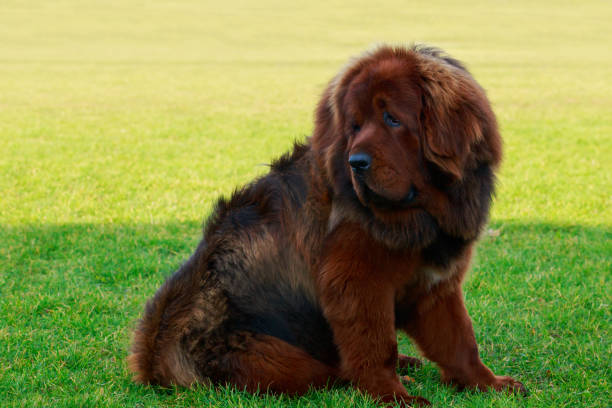 istock Dog breed Tibetan mastiff 1076627726