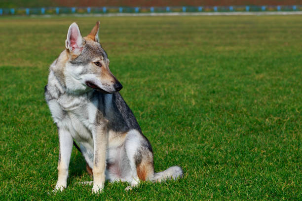 istock The Czechoslovakian Wolfdog 1076627936