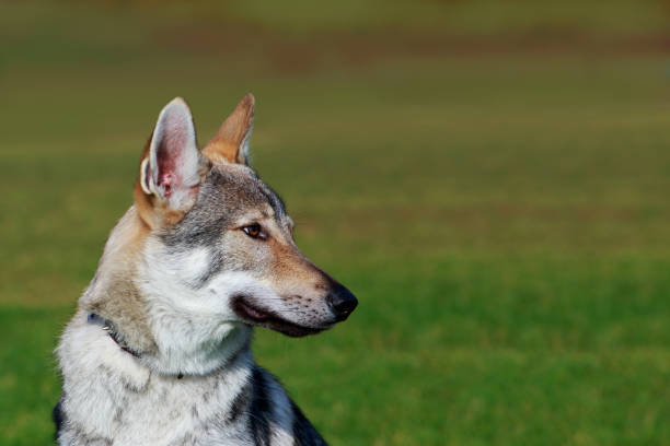 istock The Czechoslovakian Wolfdog 1076627938