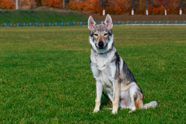 istock The Czechoslovakian Wolfdog 1076628028