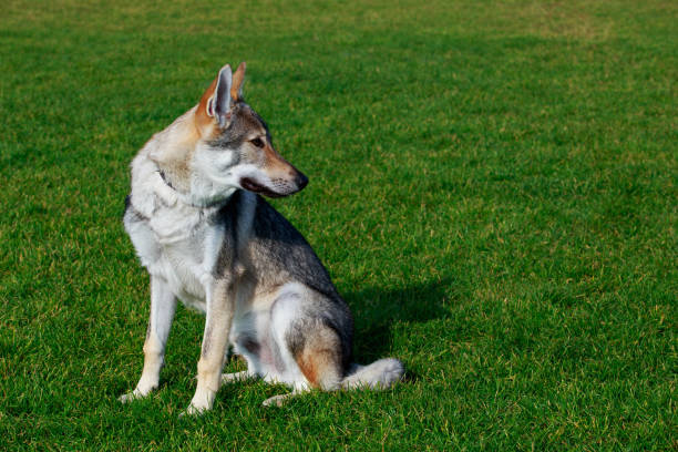 istock The Czechoslovakian Wolfdog 1076628032
