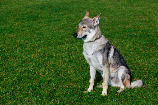 Czechoslovakian Wolfdog is sitting on green grass