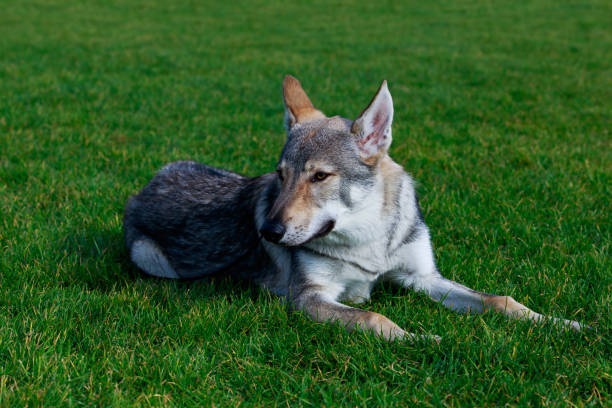 istock The Czechoslovakian Wolfdog 1076628284