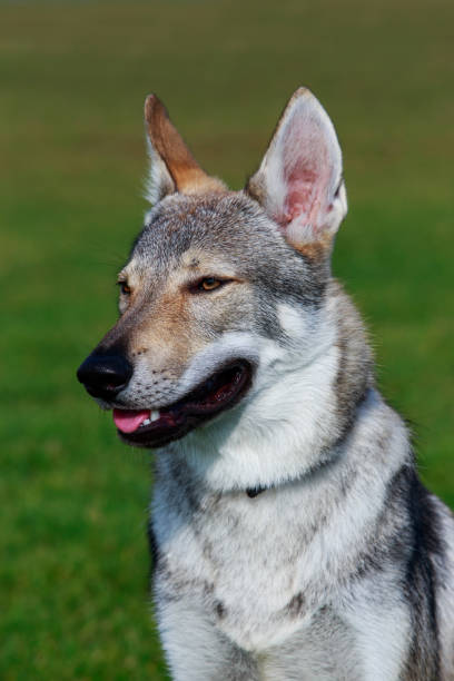 istock The Czechoslovakian Wolfdog 1076628420
