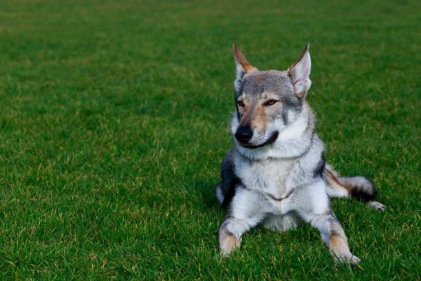 istock The Czechoslovakian Wolfdog 1076629642