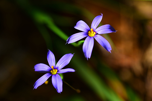 Ángulo par de flores de seis pétalos de color púrpura photo