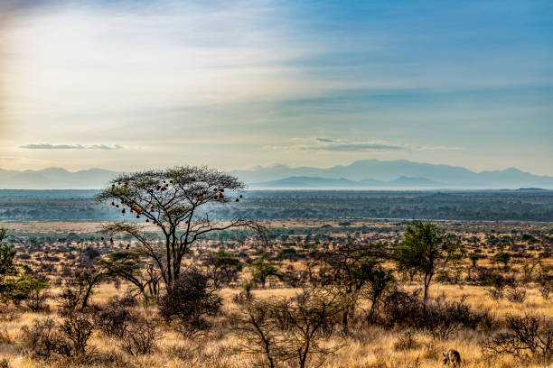 Early morning landscape, Samburu National Reserve, Great Rift Valley, Kenya. The unfenced semi arid savannah grassland is dotted with acacia and thorn trees. Striped hyena in foreground. Weaver bird nests on Acacia tree in foreground. Copy space. hyena photos stock pictures, royalty-free photos & images