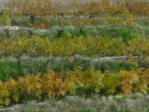 Vineyard in Menton, Alpes Maritimes, France