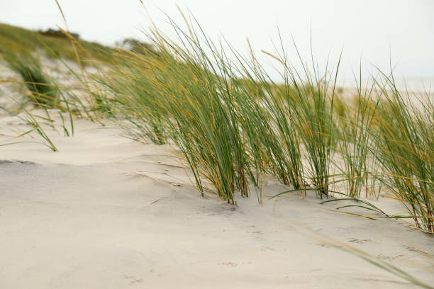 istock Dune grasses on the beach 1076658536