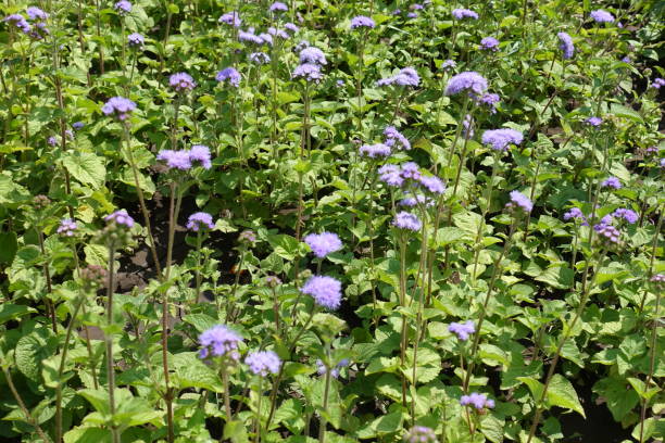 ageratum houstonianum em flor em meados de julho - whiteweed - fotografias e filmes do acervo