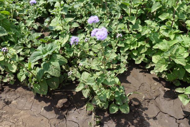 vista de comprimento total de ageratum houstonianum em flor - whiteweed - fotografias e filmes do acervo