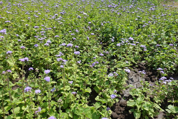 ageratum houstonianum의 보라색 꽃을 많이 - whiteweed 뉴스 사진 이미지