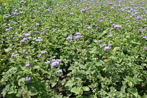 abundância de flores violeta pastel de ageratum houstonianum - whiteweed - fotografias e filmes do acervo