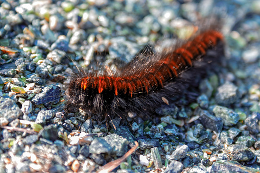 Caterpillar of the garden tiger moth or great tiger moth on a close up horizontal picture in its natural habitat.