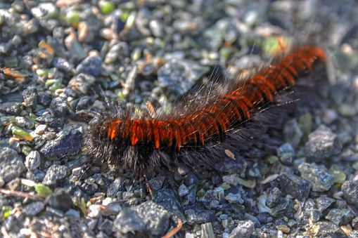 Caterpillar of the garden tiger moth or great tiger moth on a close up horizontal picture in its natural habitat.