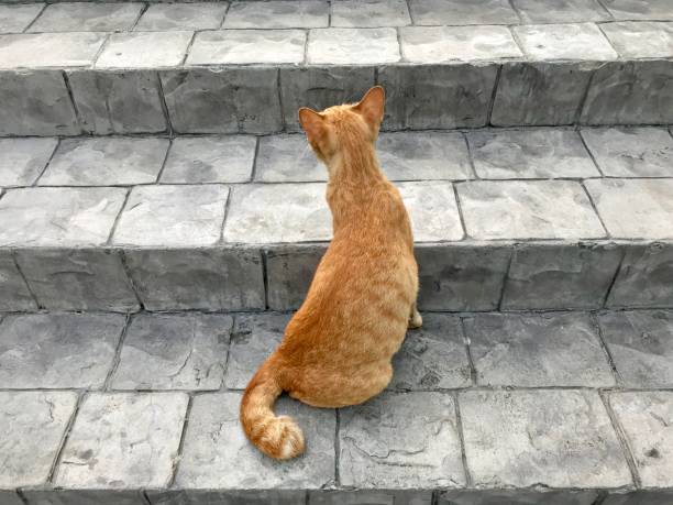 istock Yellow color cat relaxing on the cement stair 1076662620