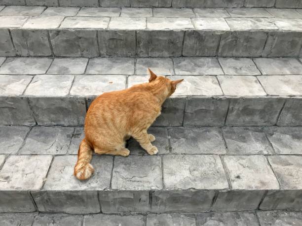 istock Yellow color cat relaxing on the cement stair 1076662642