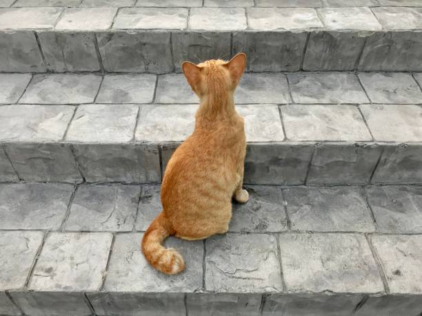 istock Yellow color cat relaxing on the cement stair 1076662916