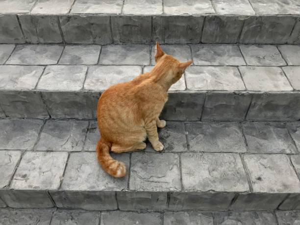istock Yellow color cat relaxing on the cement stair 1076664062