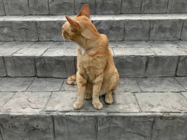 istock Yellow color cat relaxing on the cement stair 1076664716