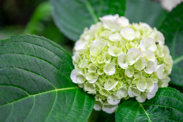 closeup de verde hortênsia (hydrangea macrophylla) estão florescendo na primavera e no verão em um jardim da cidade. os japoneses chamam este "ajisai flor". - town of blossom - fotografias e filmes do acervo